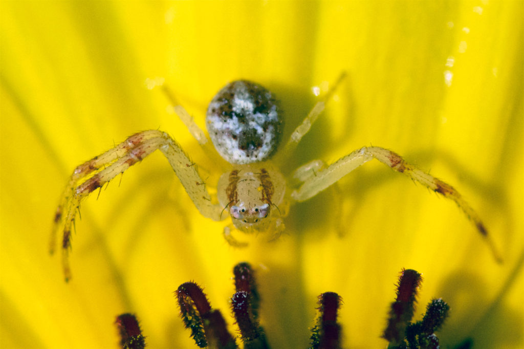 Thomisid spider, close-up. Boca Raton, FL, September 29, 2016.