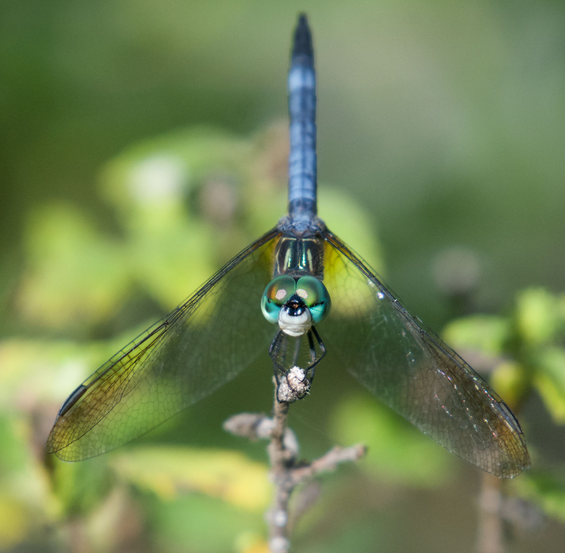 Blue Dasher (Pachydiplax longipennis). Boca Raton, FL, October 9, 2016