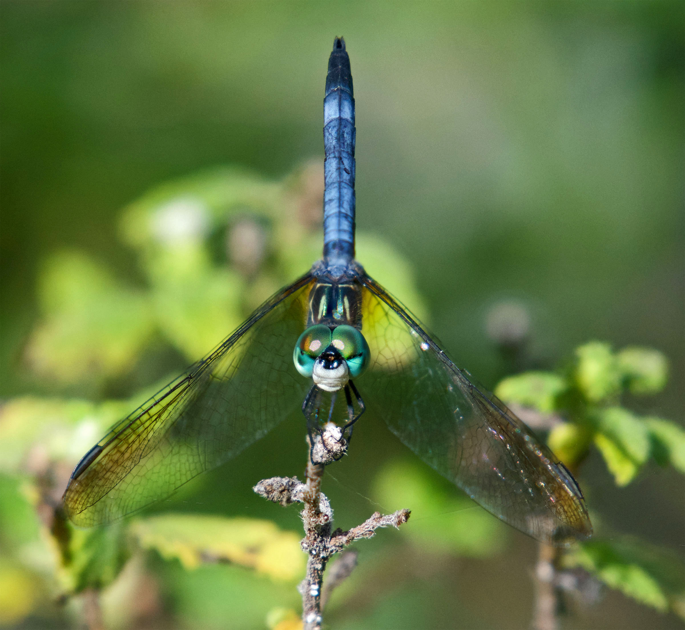 Blue Dasher (Pachydiplax longipennis). Boca Raton, FL, October 9, 2016