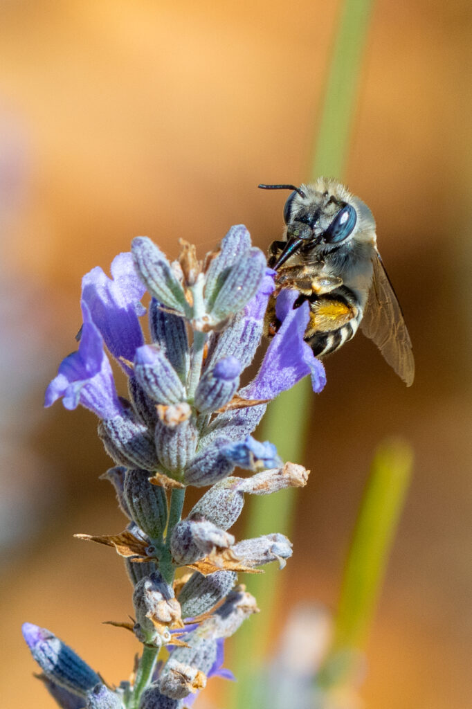 Native bee w/exotic lavender