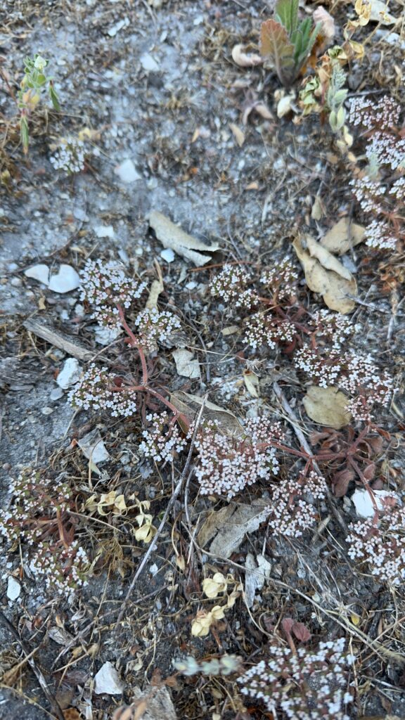 Turkish Rugging, Chorizanthe staticoides, in the buckwheat family