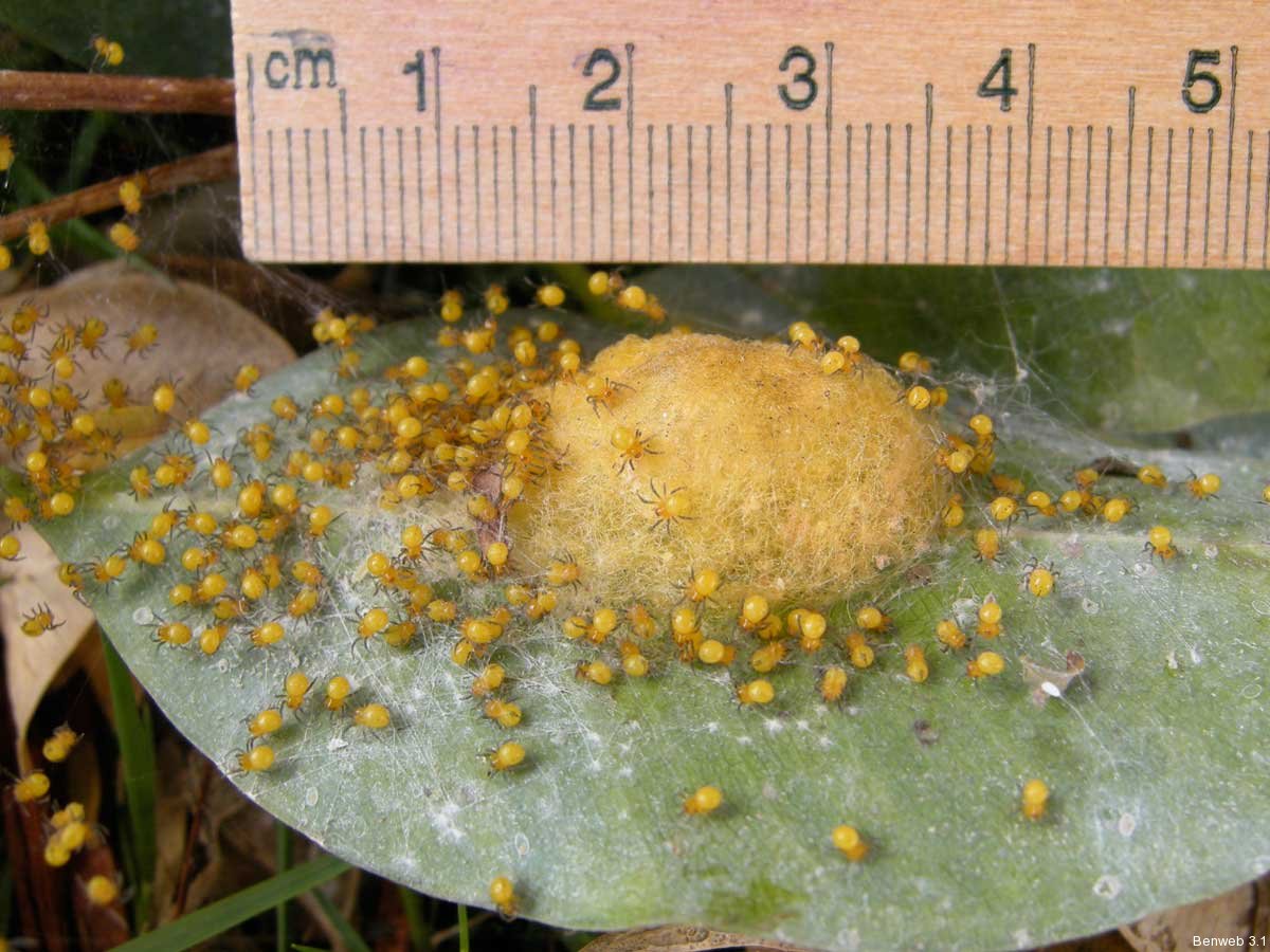 Florida Spider Gasteracantha Cancriformis Benweb 3 3   Spiderlets Eggmass 20111109 